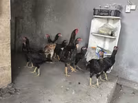 Chickens — الصورة 1