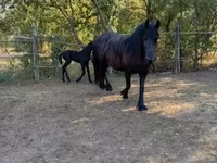 Stute, Friesian — Foto 6
