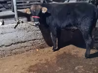 Buğa, Swedish red cattle — foto 4