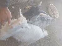 Bode, Cabras — foto 3