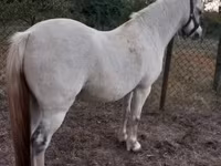 Toychoq, Falabella — 2-rasm