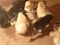 Chickens — photo 1