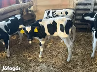 Toro, Russian Black pied cattle — foto 4