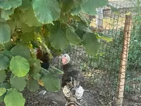 Turkeys — photo 2