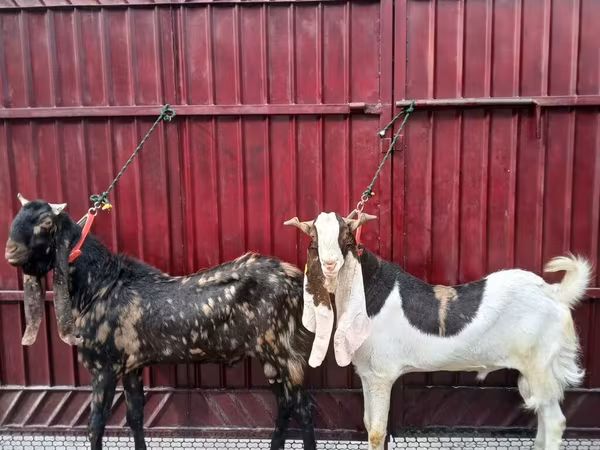تيس, Kamori goats