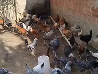 Chickens — photo 2
