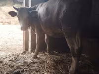 Kuh, Simmental cattle — Foto 3