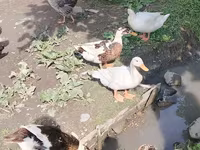 German Pekin — photo 2