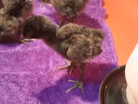Chickens — photo 2