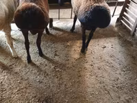 Beran, Hissar sheep — foto 7