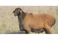 Schaf, Edilbay sheep — Foto 2