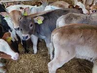सांड, Simmental cattle — फ़ोटो 1