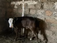 母牛, Cattle — 照片 3