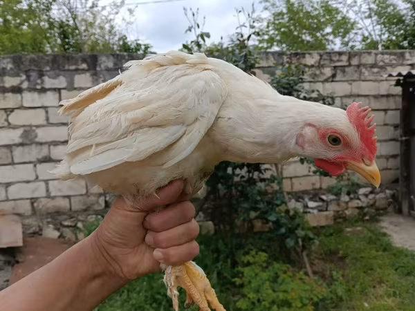 Chickens — Azerbaijan