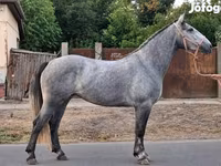 Klisna, Appaloosa — foto 3