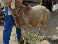 Sheep, Baerchuke sheep — photo 2