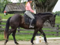 Hengst, Percheron — Foto 5