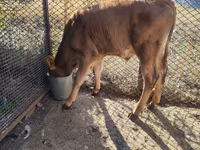 Skot (série, pohlaví neuvedeno), Simmental cattle — foto 4