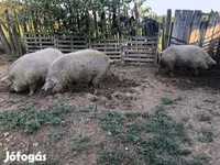 Prasata (šarže, pohlaví neuvedeno), Мангалица — foto 4