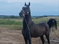 Hengst, Akhal-Teke — Foto 2