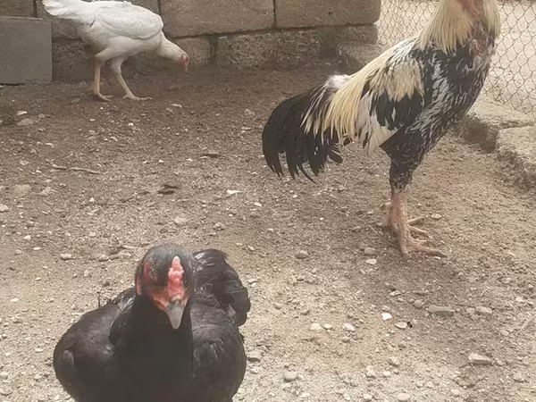 Chickens — Azərbaycan