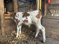 Buğa, Simmental cattle — foto 1