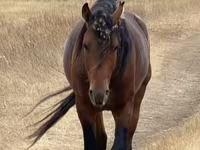 Hengst, Kazakh horse — Foto 1