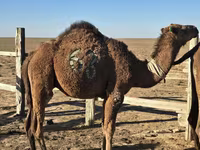 Dəvə, Arvana camel — foto 1