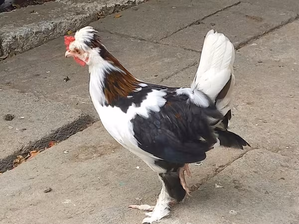 Japanese Bantam