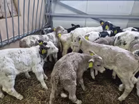 सांड, Simmental cattle — फ़ोटो 1
