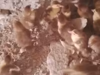 Ducks — photo 1