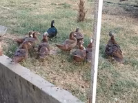 Ducks — photo 2