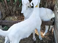 Goats (batch, sex not specified), Goats — photo 1