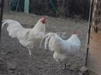 Avstraliya Pit Game quşu — foto 3