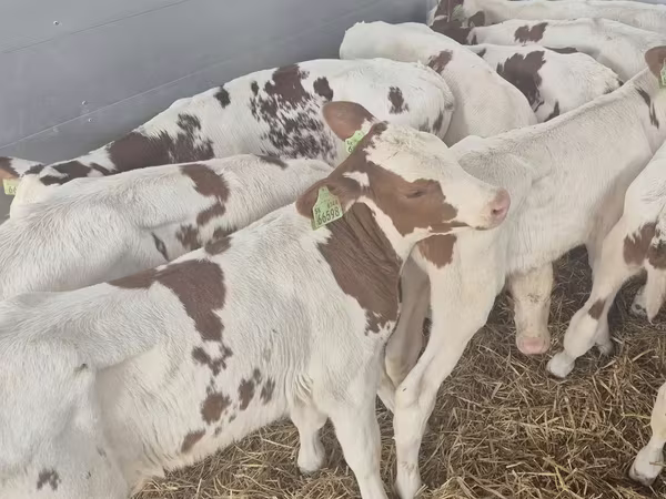 Buğa, Simmental cattle