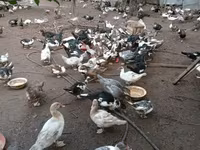 Domestic Muscovy — photo 5