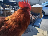 Chickens — photo 5