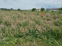 Կորնգանի խոտի տուկ — photo 2
