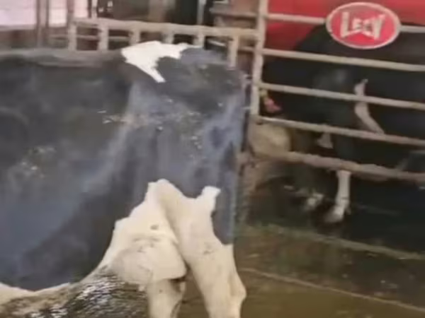 Cow, Holstein breed