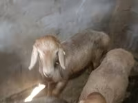 母羊, Rhon sheep — 照片 3