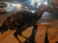 Chickens — photo 3