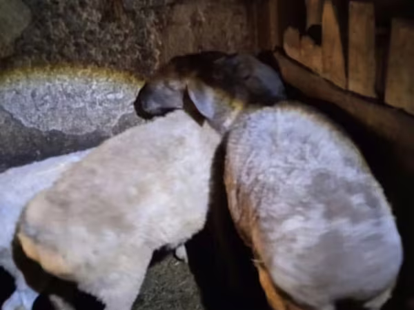 Ovce, Adal sheep