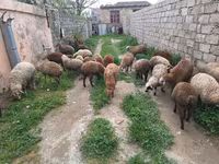 Qoyun, Qoyunlar — foto 2