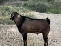 تيس, Nubian Goat — الصورة 2