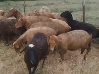 Oveja, Ovejas — foto 1