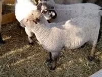 母羊, Shroshire sheep — 照片 2