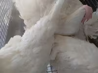 Chickens — foto 2