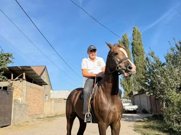 Cavalo, Cavalos