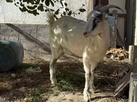 Cabra, Russian White goat — foto 5