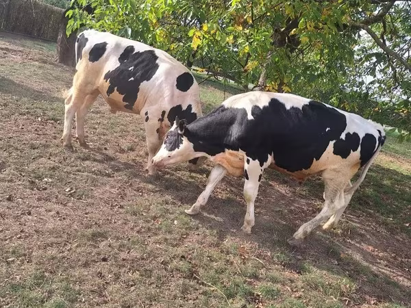 ثور, Russian Black pied cattle